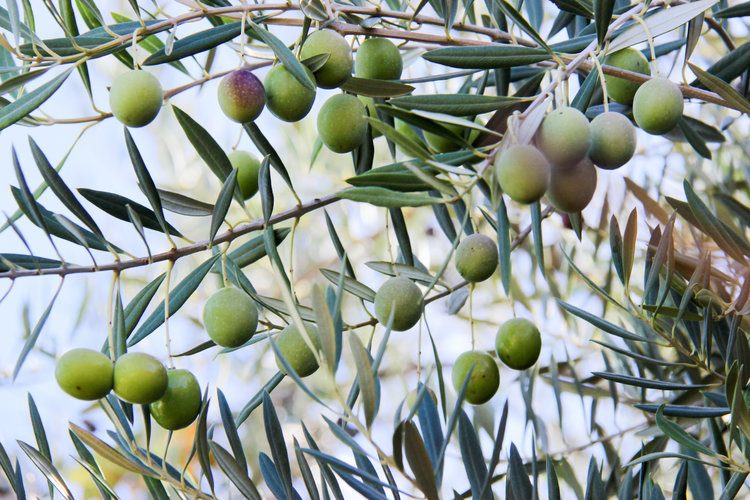 Olive161026-012h